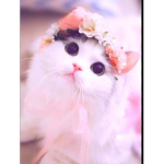 |•| Cat's Clan |•|