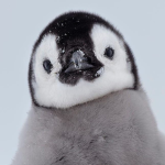 Penguin Community >:)