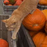 🎃