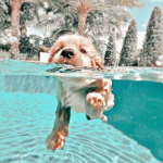 New Anita belly e bee