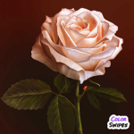 Lola14rose