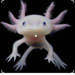 Axolotl awesome