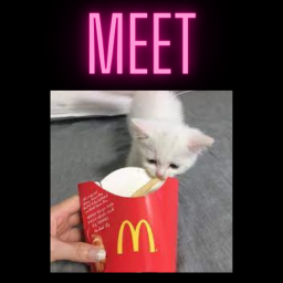 Meet FriCat!