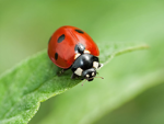 Bug Catcher Game