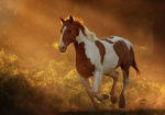 EquestrianShop