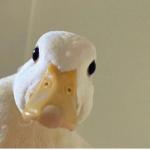 Mr Duck's Vault