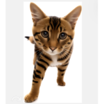 ! Da kat FAM !