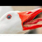 Goose game