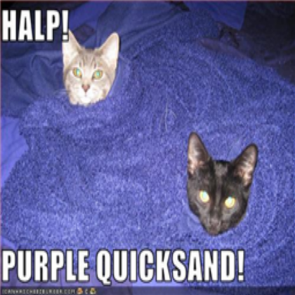 funny cat pic 36 Roblox decal