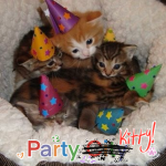 Party Kitty!