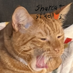 SharCat studios