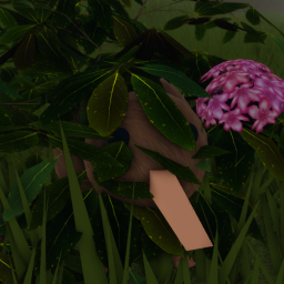 Kiwi Bird Building