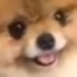 Raise a Corgi