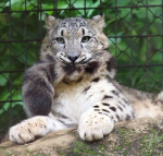 *+~ Snow Leopards ~+*