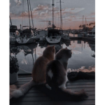 |~|Casual Kitties|~|