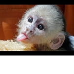 Monkey for ever!!!!!