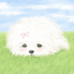 Little Nomio