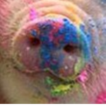 The oink masters