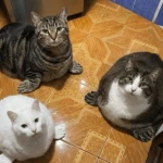 The brother group cool Group Thumbnail
