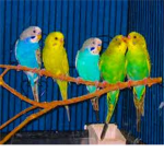 Birds, birds and more birds!