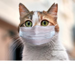 Nice cats group