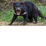 Save The Tasmanian Devils!