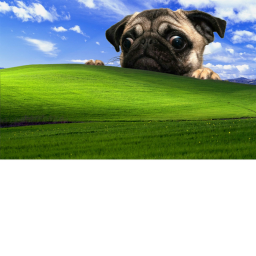 Pugs Rule!