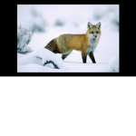 Blue foxclan