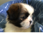 Dog vibes :)