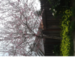 Cherry Blossums Group :3