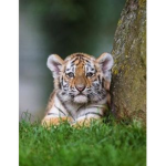 Tiger Cubs fun club