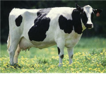 moo moo cows
