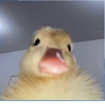 I Raid