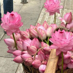 🍵⋆｡°🍡°⋆. ࿔*:･