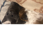 Idk just have this puppy or whatever