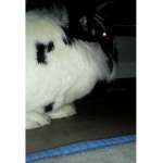 !berrybun!