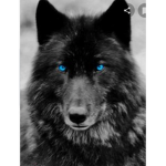 Darkwolfs...