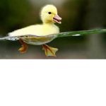 Ducky fans! (MUST BE A DUCK FAN)