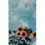 Aesthetic & Emo
