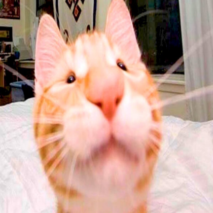 cat meme Roblox decal