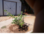 Save the trees please