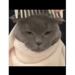 • Clan De Gatitos •