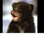 Cute baby animal's