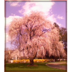 Cult of the Willow Tree