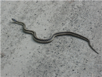 Black Snake's