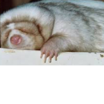 TheFatChunkyFerretSquad
