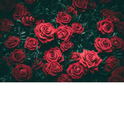 Roses Army fort