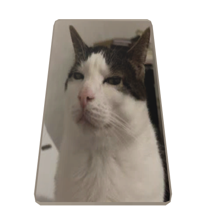 Judgmental Cat Cape