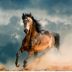Cloudz Horse Academy
