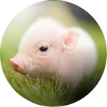 !!! Piggy Blox !!